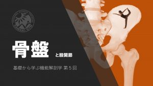 基礎から学ぶ機能解剖学 第5回~股関節と骨盤帯~ @ 東京体育館 第2会議室