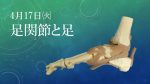 【セミナー情報】4月17日(火) 基礎から学ぶ機能解剖学 第7回～足関節と足～