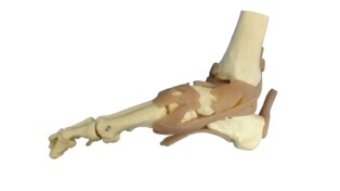 9月19日㈫基礎から学ぶ機能解剖学第7回～足関節と足～